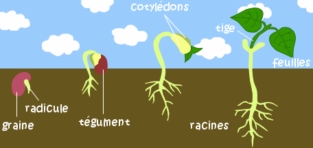 étapes de croissance des plantes, germination des graines dans le
